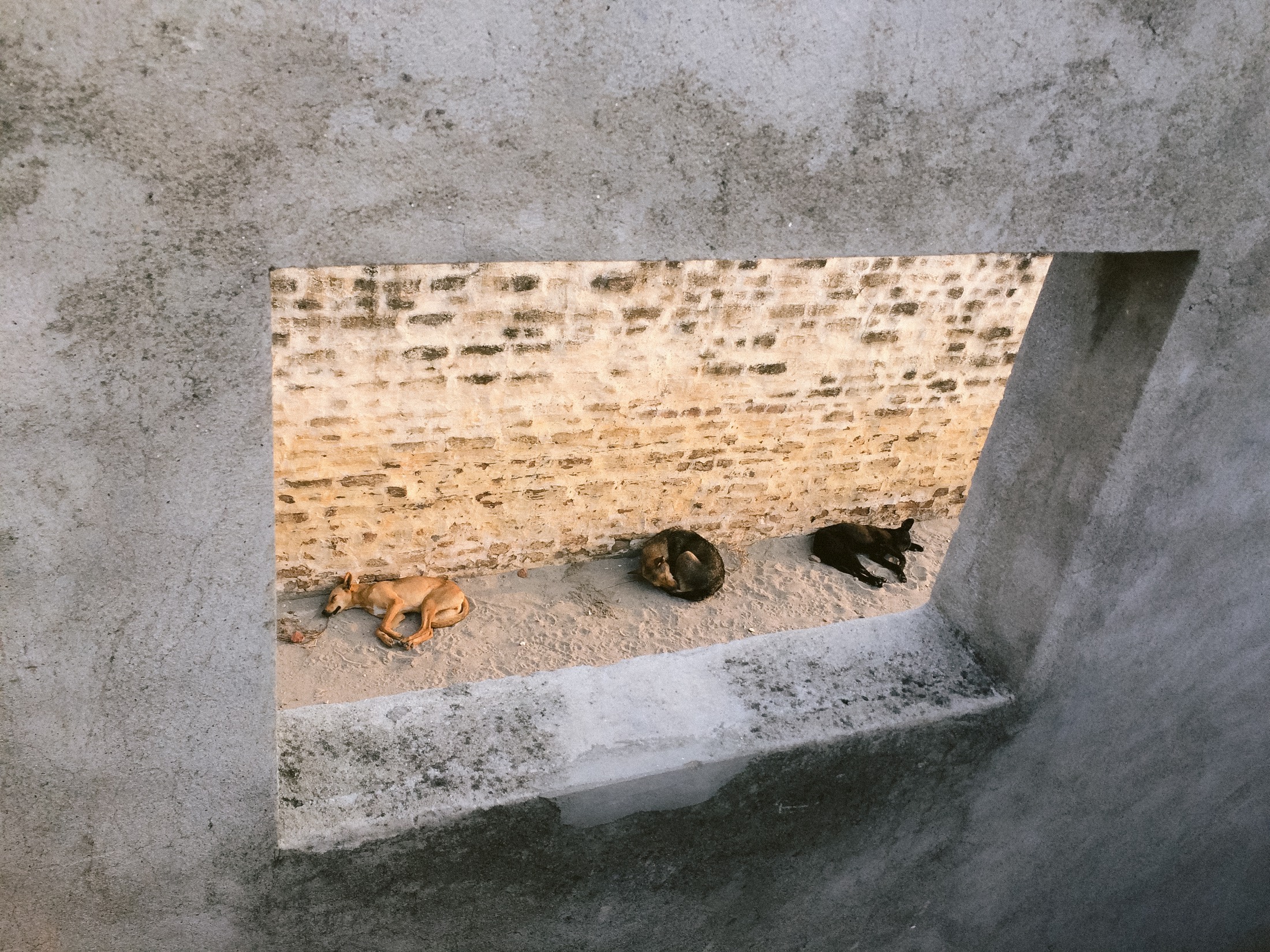 Sleeping Dogs — Courtyard Light · India